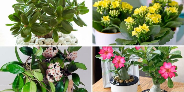 Best Shiny Leaf Houseplants