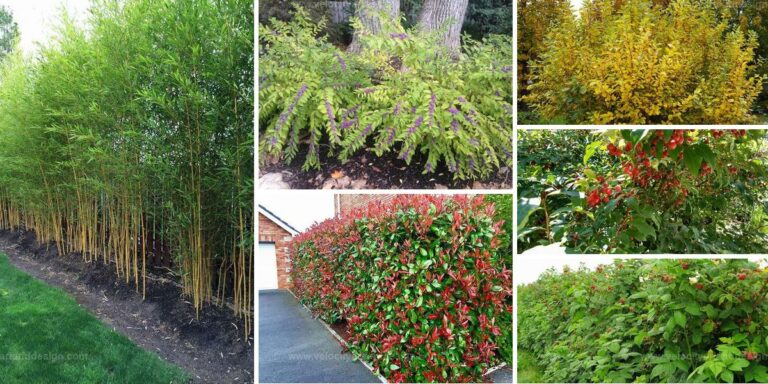 Top Fast-Growing Shrubs for Privacy