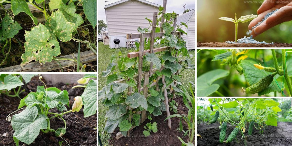 Common Mistakes When Growing Cucumbers