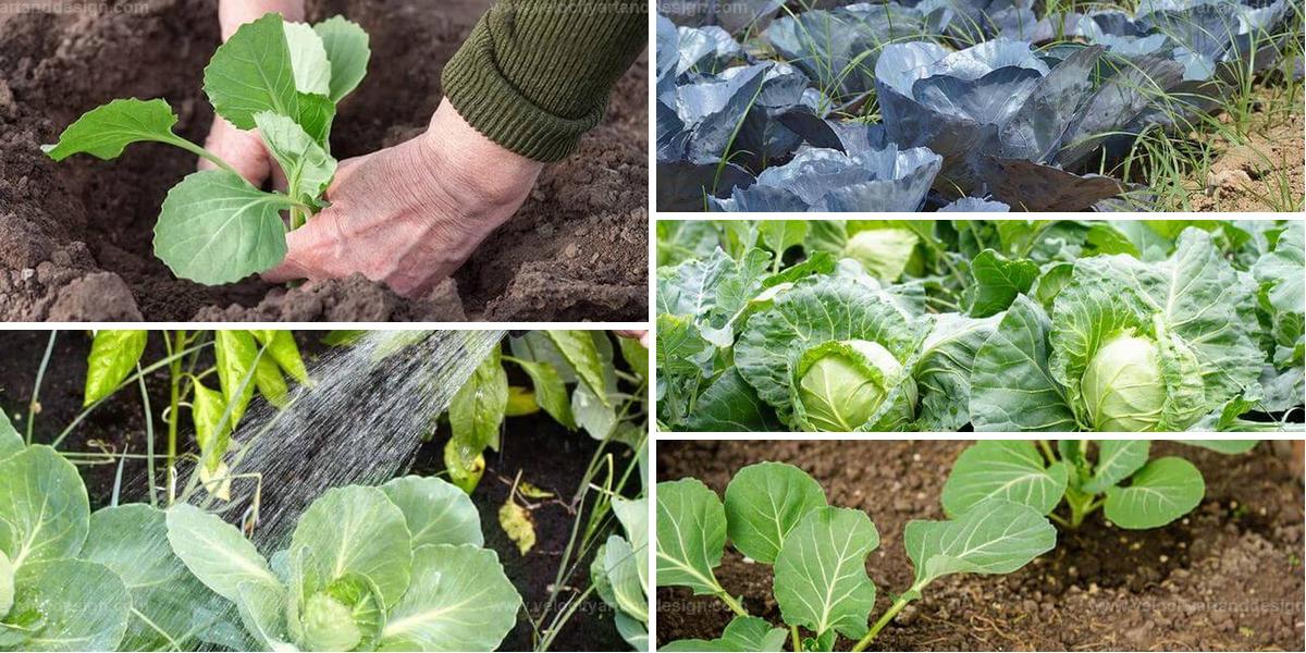 Top Mistakes When Growing Cabbage