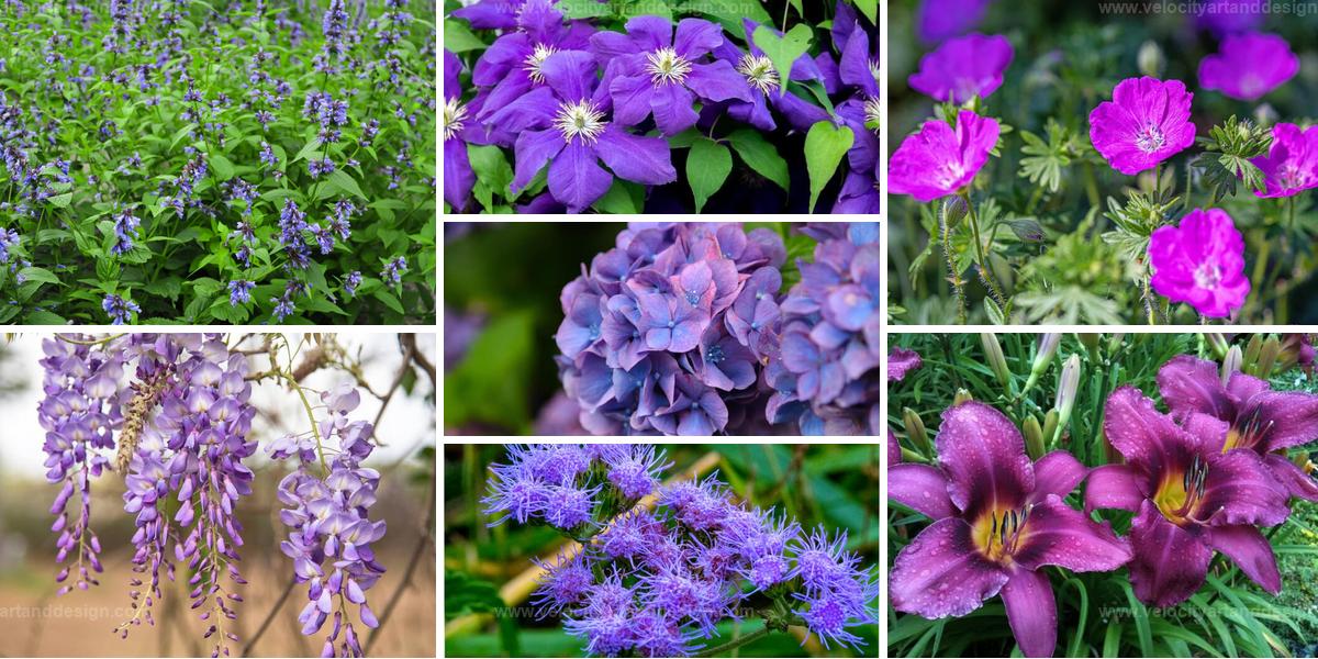 Top Plants with Purple Flowers and Green Leaves