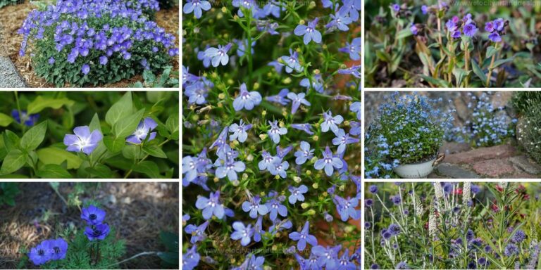 Top Baby Blue Flowers For Outdoors