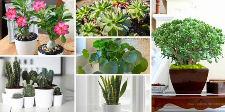 Best Simple Succulents for Good Fortune