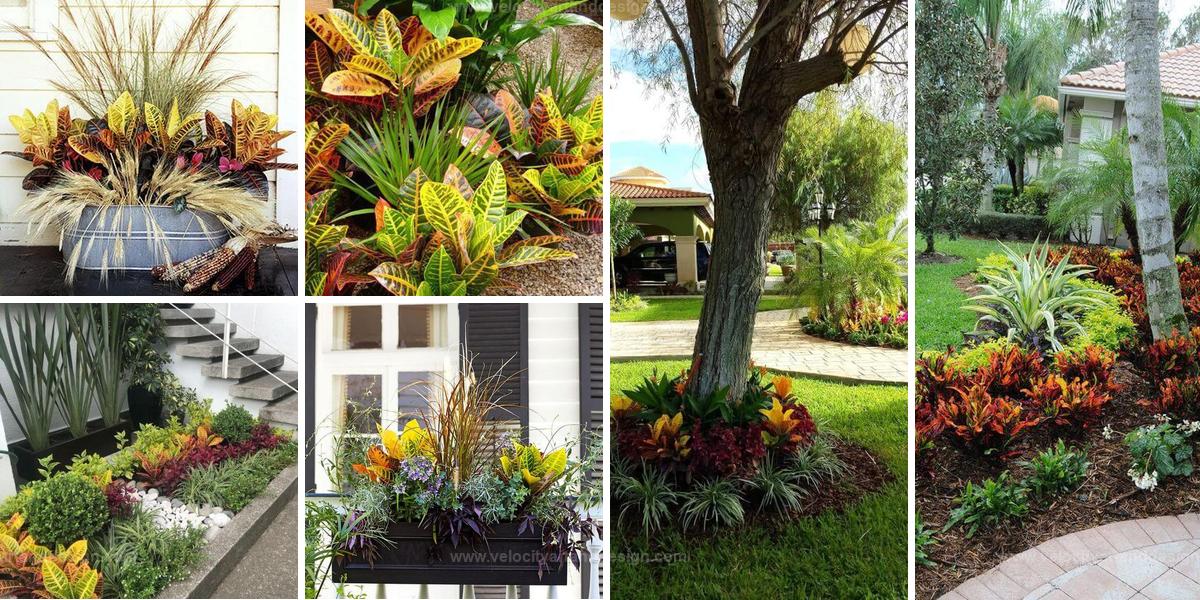 Best Landscaping Ideas with Crotons