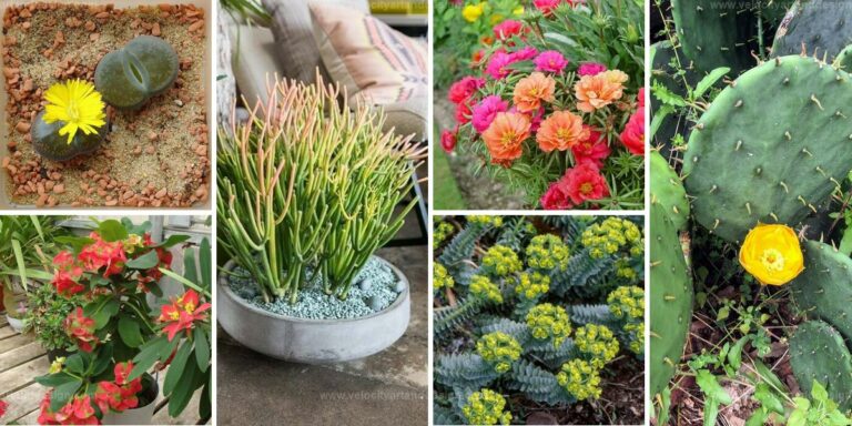 Top Sand-Growing Succulents