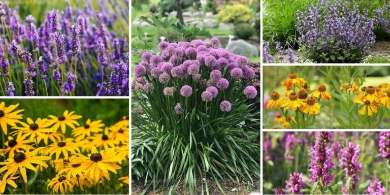 Best Perennials for Continuous Blooms