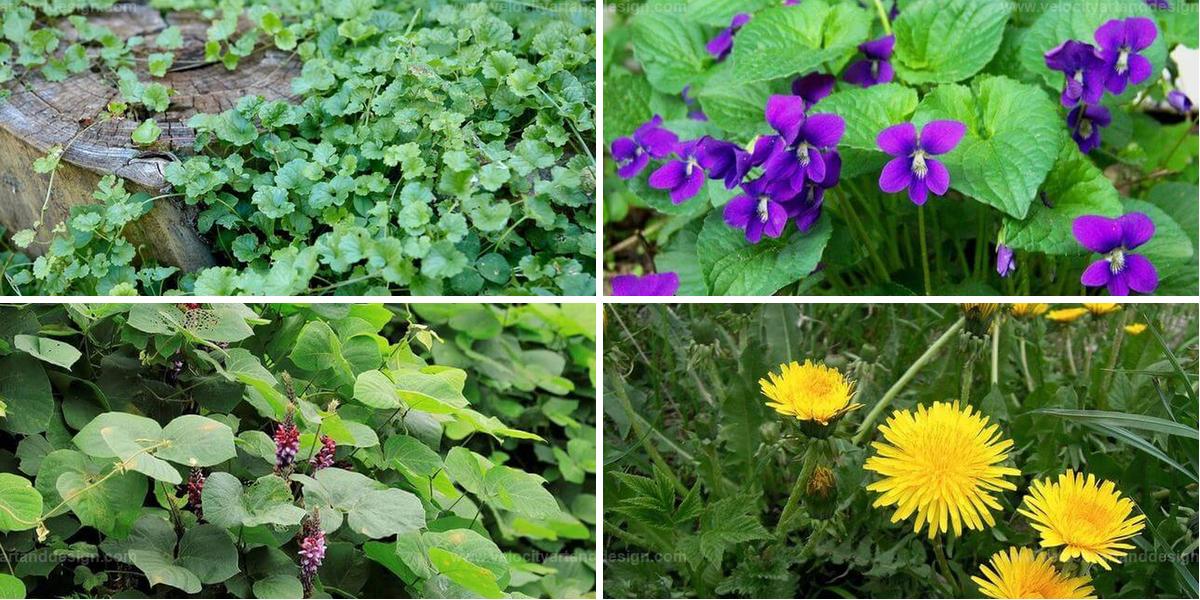 Best Nutritious Edible Weeds