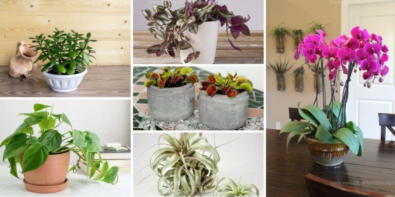 Top Desk Plants