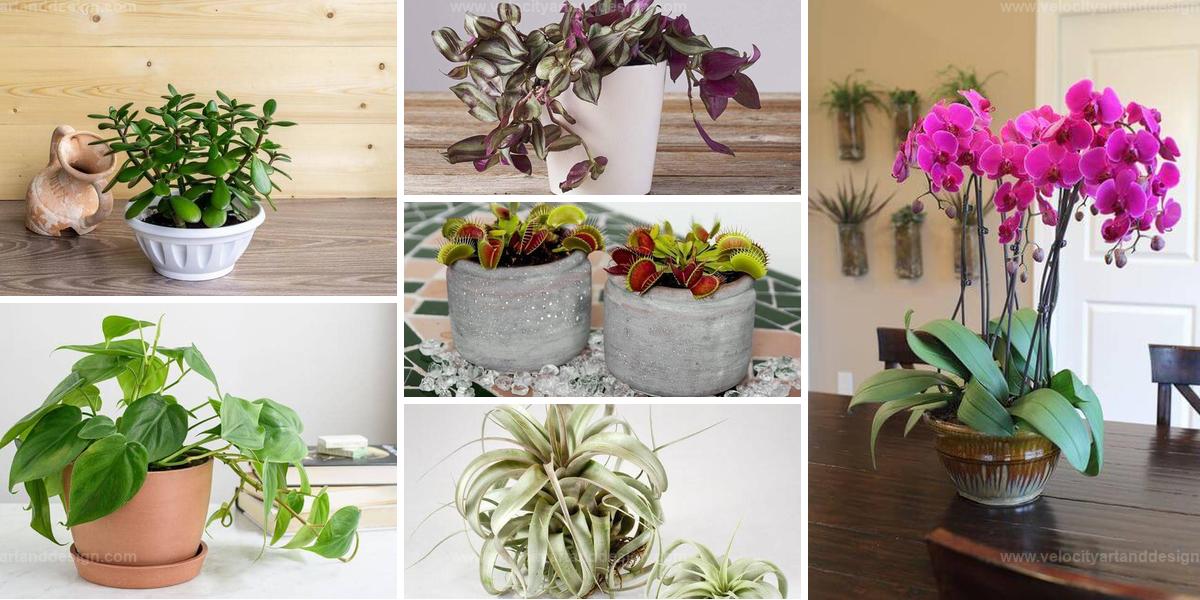 Top Desk Plants