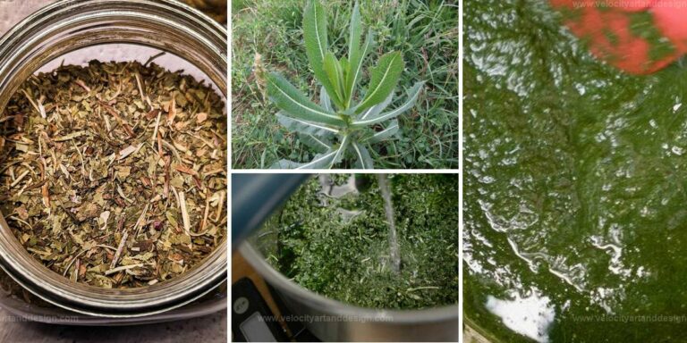 Top Steps for Crafting Wild Lettuce Extract