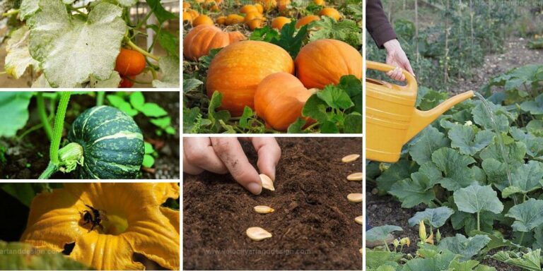 Top Pumpkin Growing Mistakes