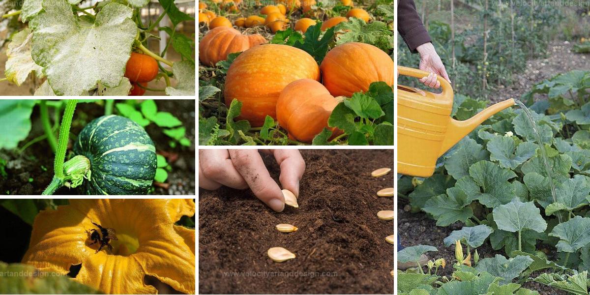 Top Pumpkin Growing Mistakes