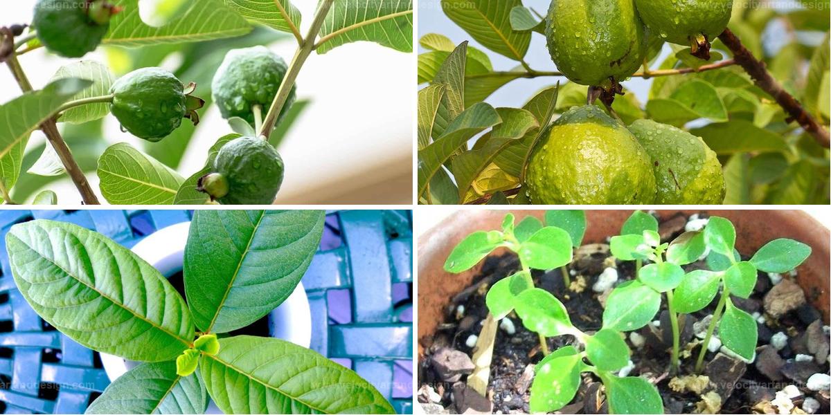 Top Tips for Thriving Guava Trees from Leaves