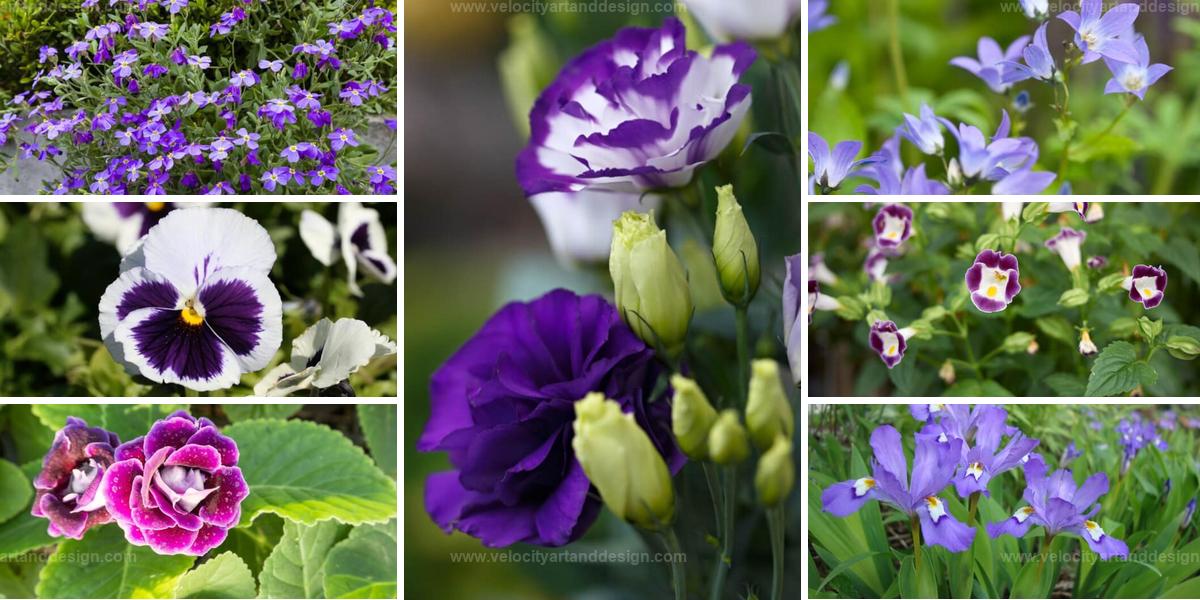 Top Purple and White Flowers