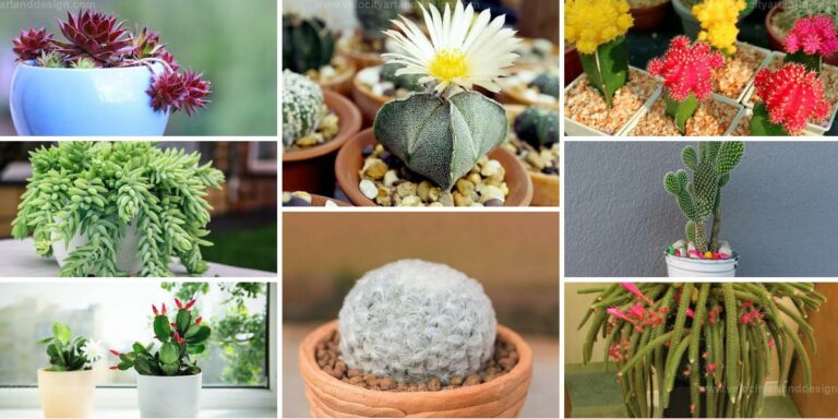 Best Low-Maintenance Succulents