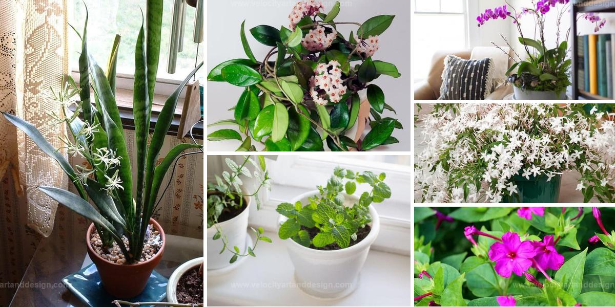 Top Fragrant Indoor Plants