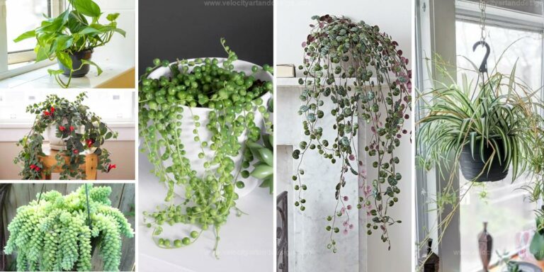 Top Trailing Houseplants