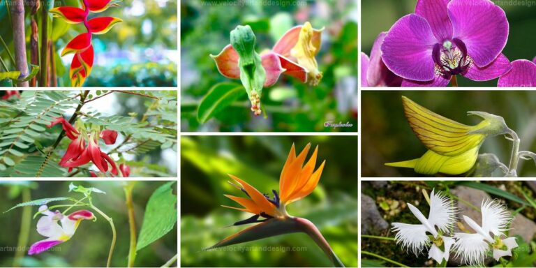 Top Bird-Resembling Flowers