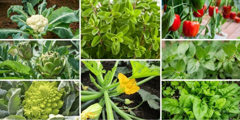 Best Edible Italian Plants