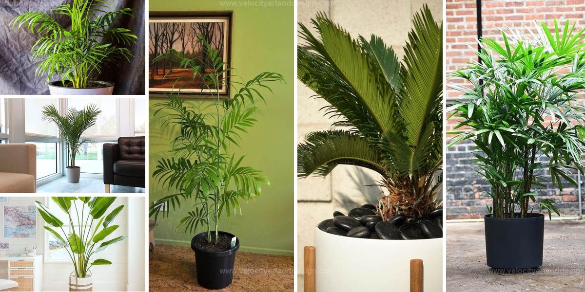 Best Exotic Palm Trees