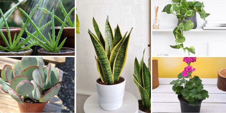 Best Low-Maintenance Indoor Plants