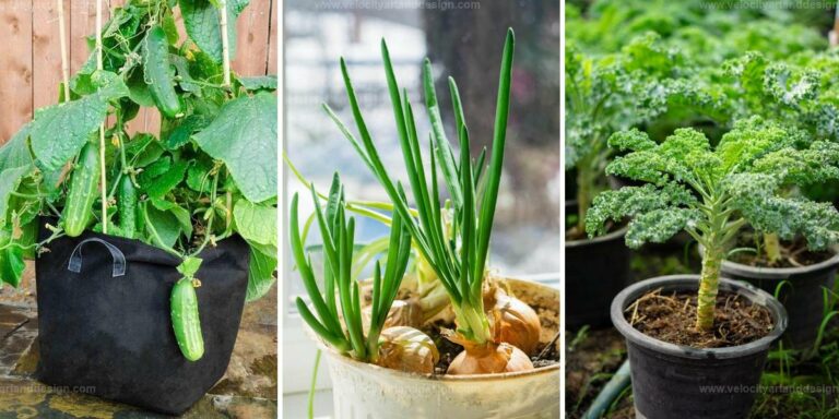 Top Vegetables For Buckets And Bags