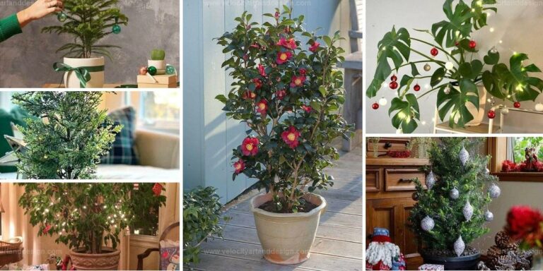 Best Alternative Houseplants