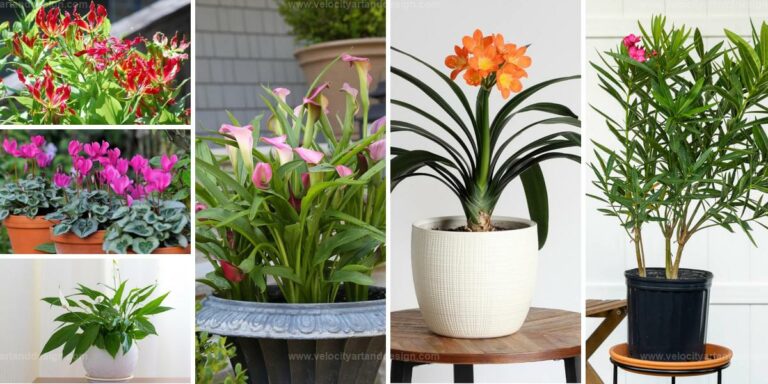 Flowers to Avoid for a Pet-Safe Garden