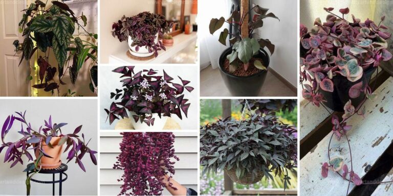 Top Purple Vines for Indoor Gardens