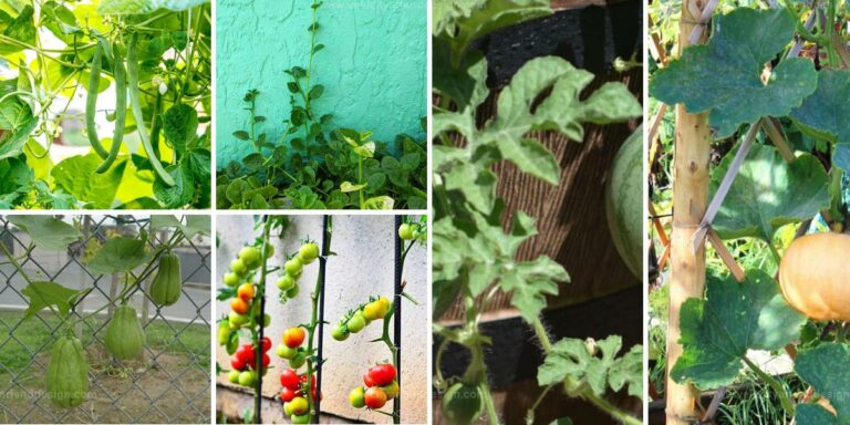 Best Climbing Vegetables