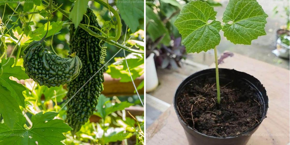 Top Guide to Growing Bitter Melon in Containers