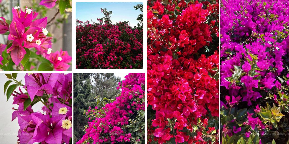 Top Guide to Growing Bougainvillea