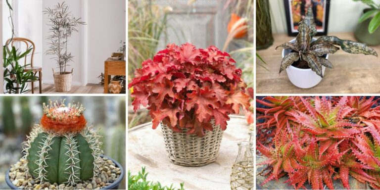 Top Plants with Copper-Like Shapes & Colors