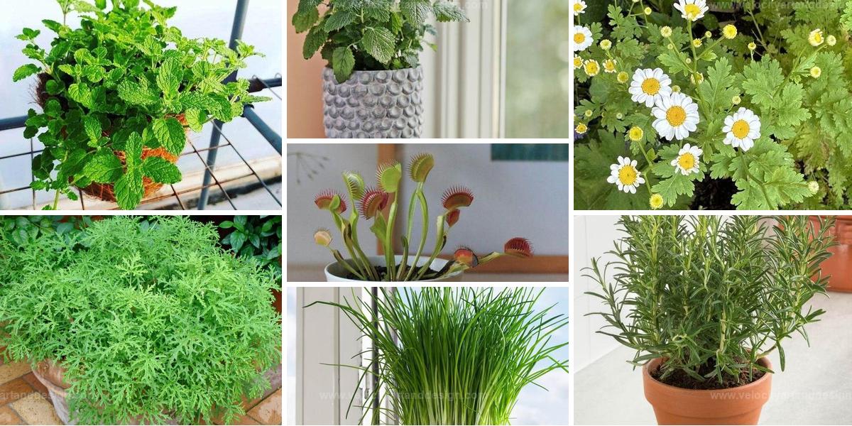 Best Indoor Plants To Repel Bugs