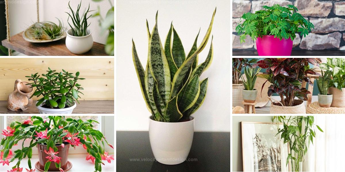 Best Kid-Safe Indoor Plants