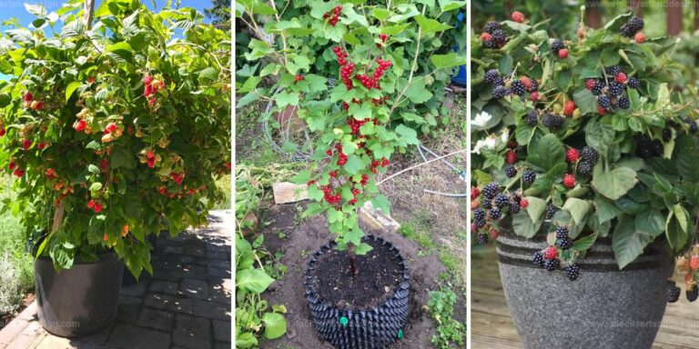 Best Berries to Grow in Containers