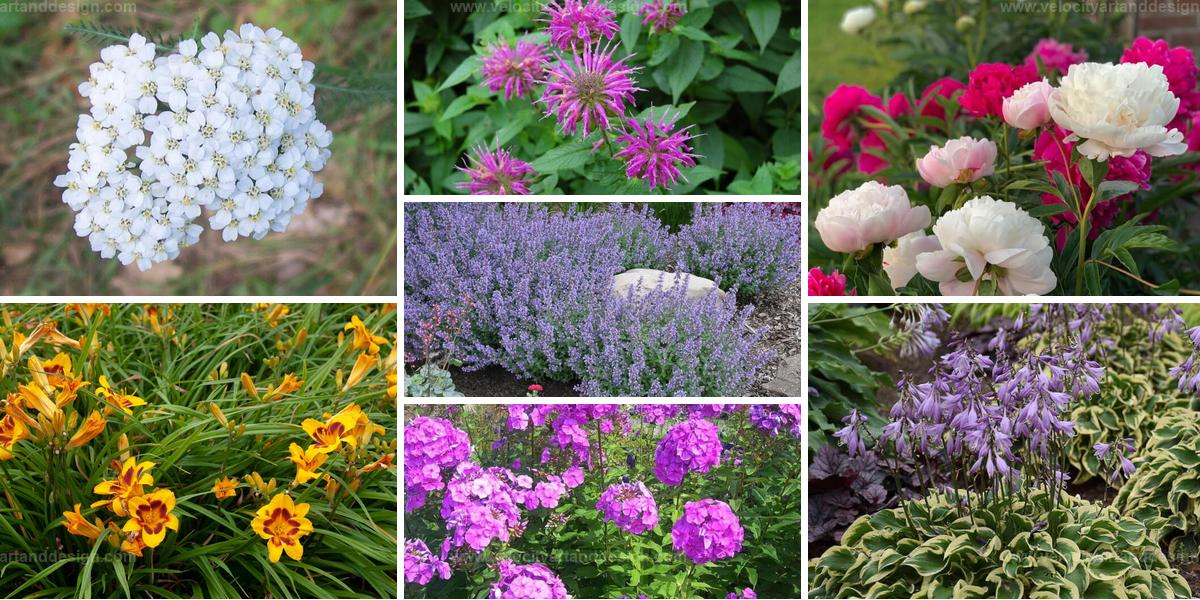 Top Perennial Flowers To Cut Back