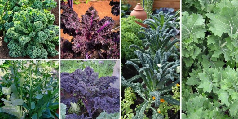 Best Kale Varieties