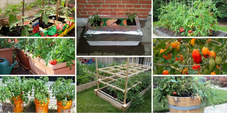 Top Tomato Growing Tips