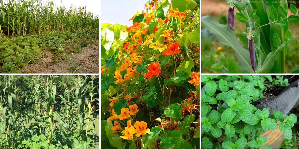 Top Corn Companion Plants