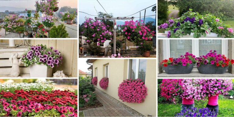 Best Petunia Garden Layouts