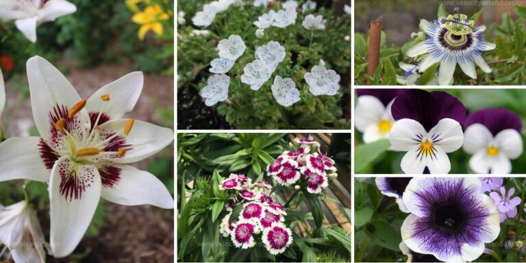 Best White Flowers with Purple Centers