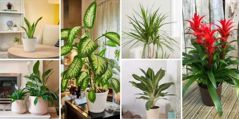 Best Low-Light Indoor Plants