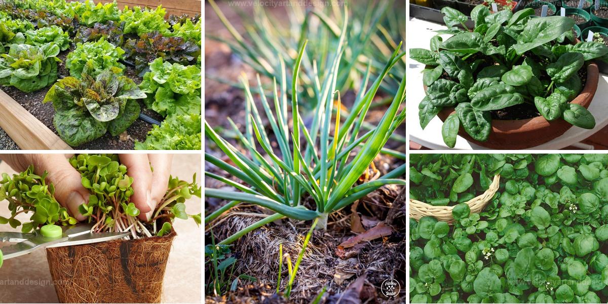 Best Fast-Growing Vegetables