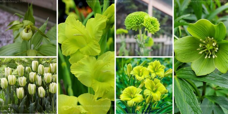 Top Green Flower Varieties