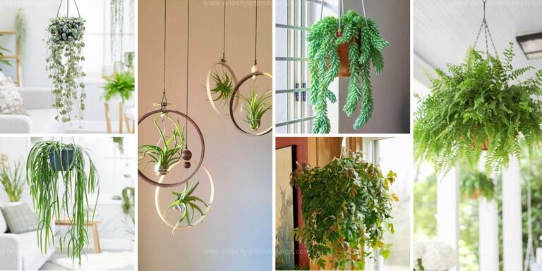 Best Indoor Hanging Plants