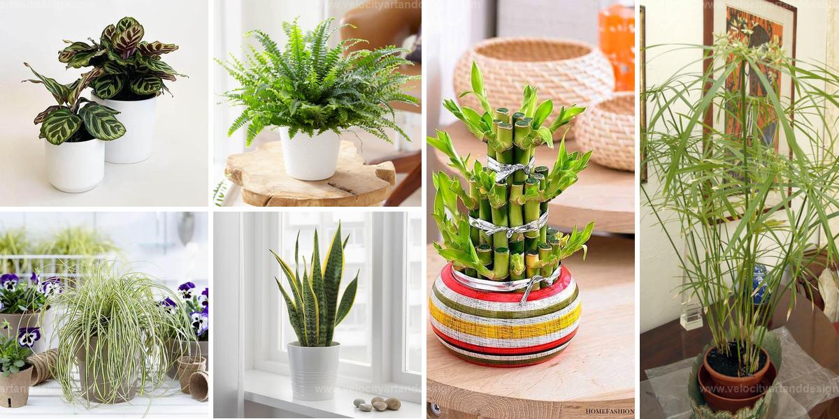 Best Low-Light Houseplants for Dark Corners