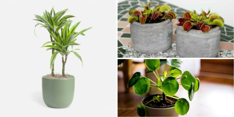 Top Houseplants To Spruce Up Indoor Spaces