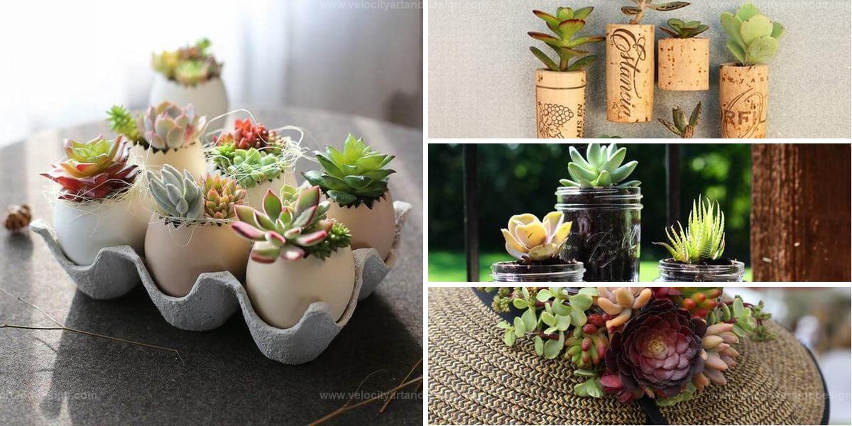 Best Succulent Arranging Ideas