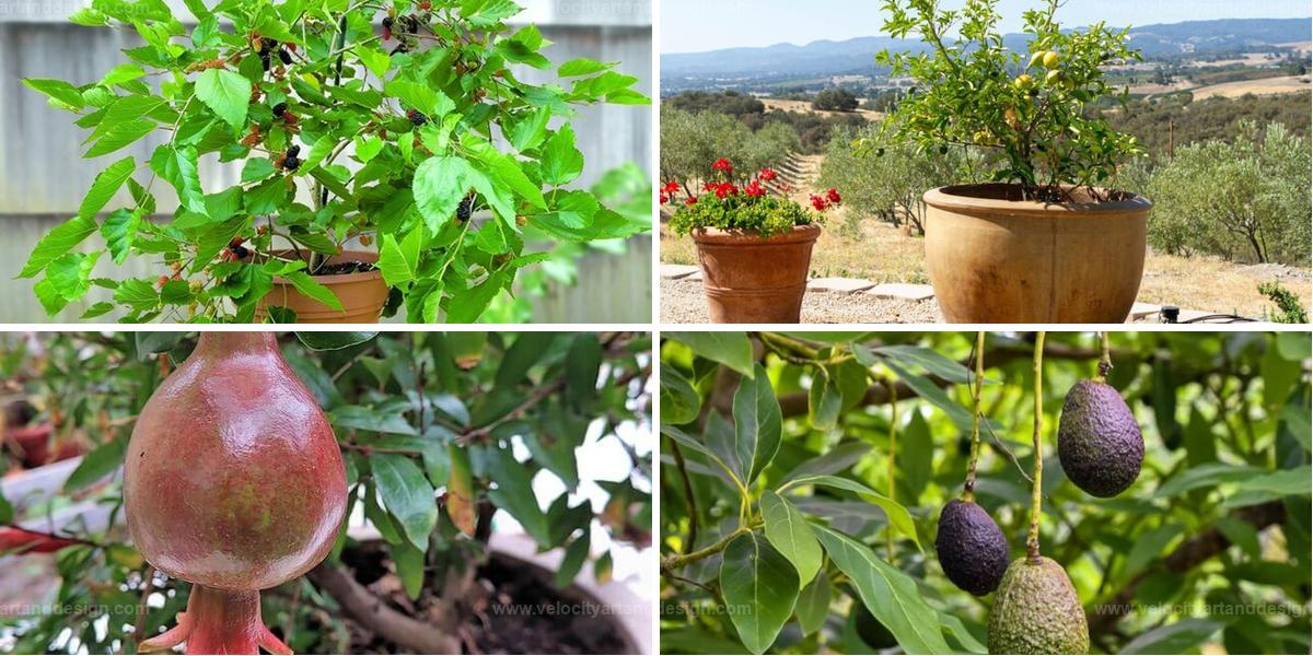 Top Dwarf Fruits for Containers